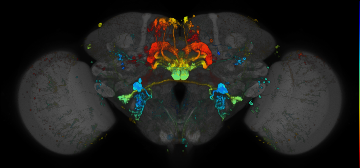 JRC_R52B10 GAL4 in the adult brain