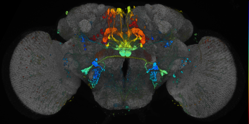 JRC_R52B10 GAL4 in the adult brain