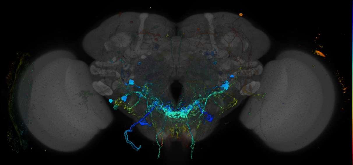 JRC_R35B10 GAL4 in the adult brain