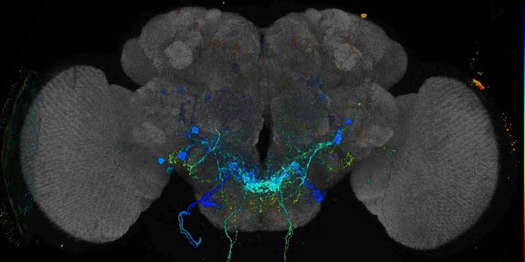 JRC_R35B10 GAL4 in the adult brain