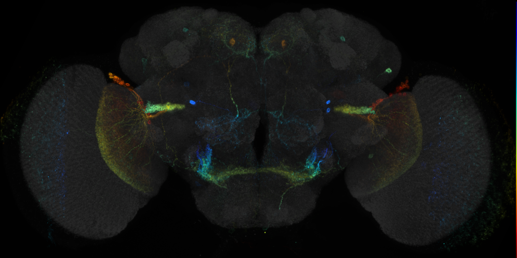 JRC_R23D02 GAL4 in the adult brain