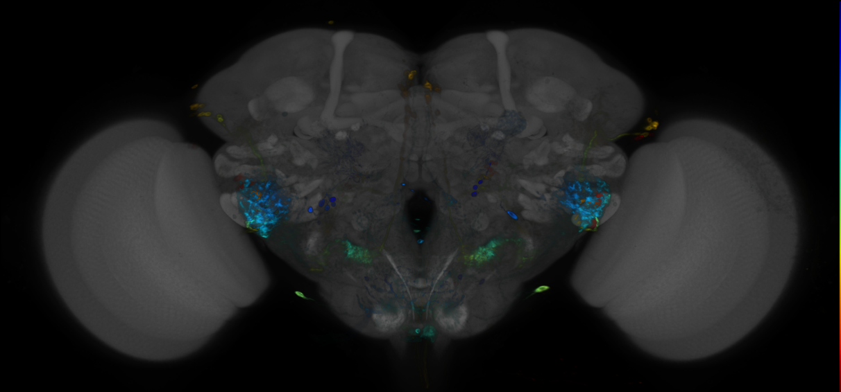 JRC_R65G08 GAL4 in the adult brain