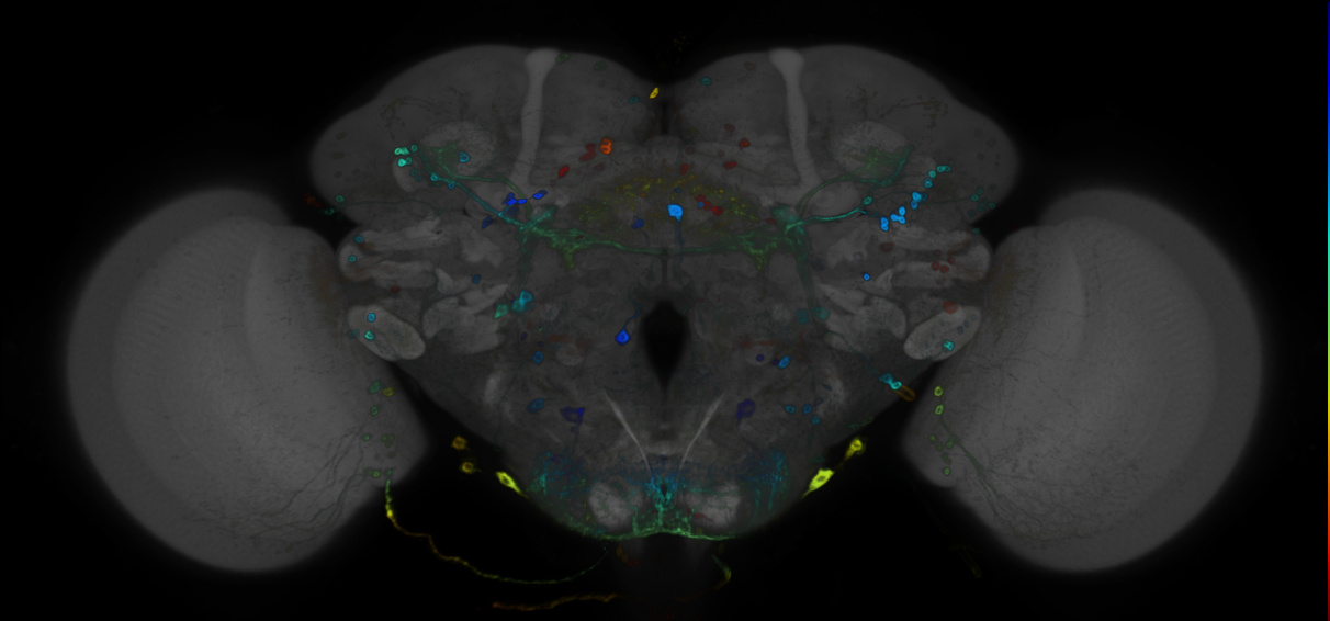 JRC_R93B10 GAL4 in the adult brain
