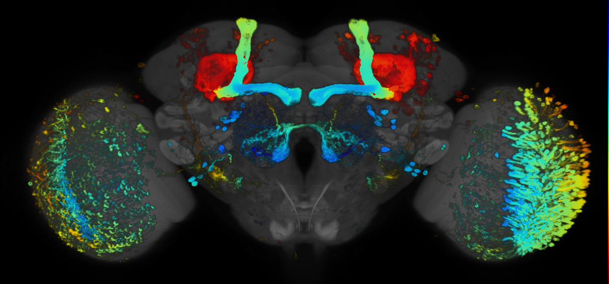 JRC_R82C09 GAL4 in the adult brain