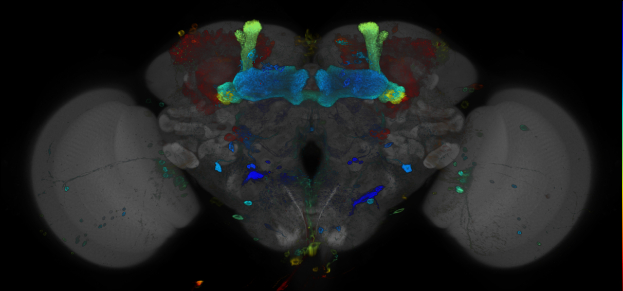 JRC_R30B05 GAL4 in the adult brain