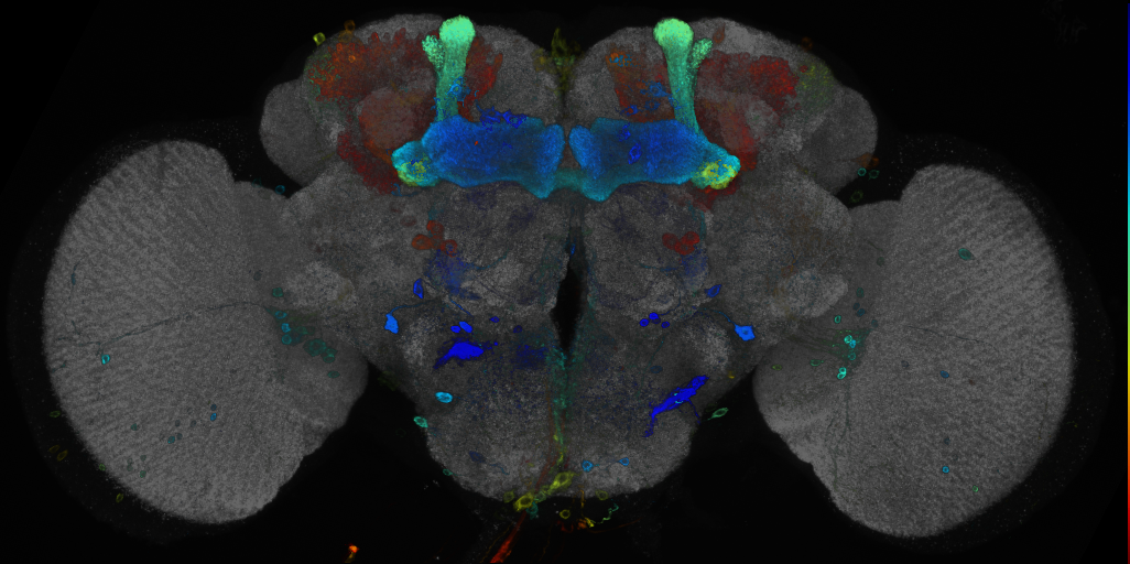 JRC_R30B05 GAL4 in the adult brain