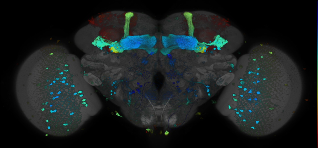 JRC_R60C01 GAL4 in the adult brain