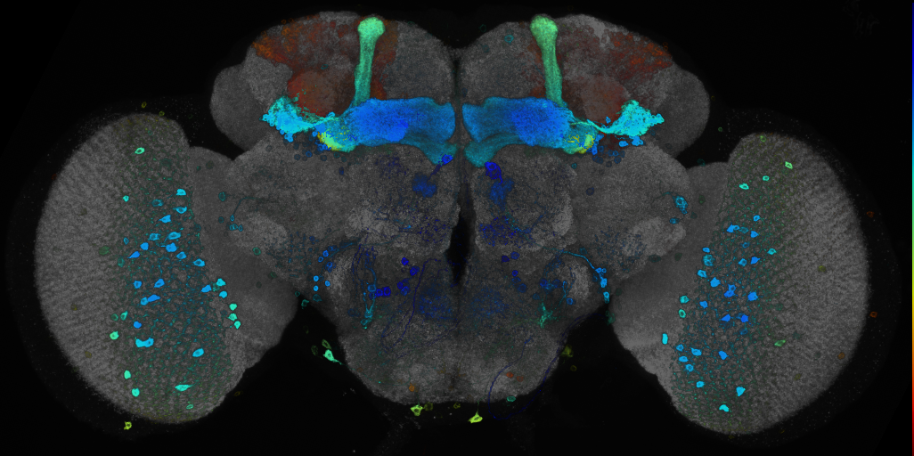 JRC_R60C01 GAL4 in the adult brain