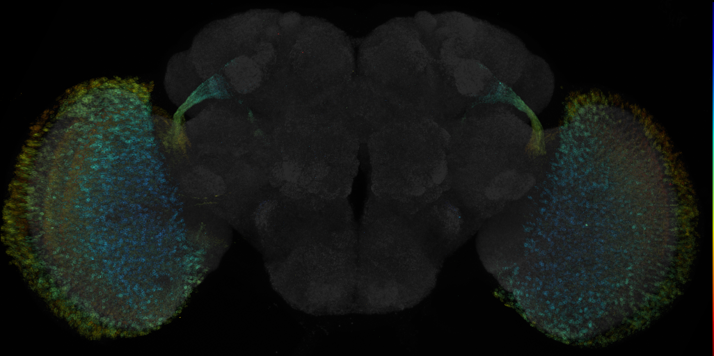 JRC_R35H02 GAL4 in the adult brain