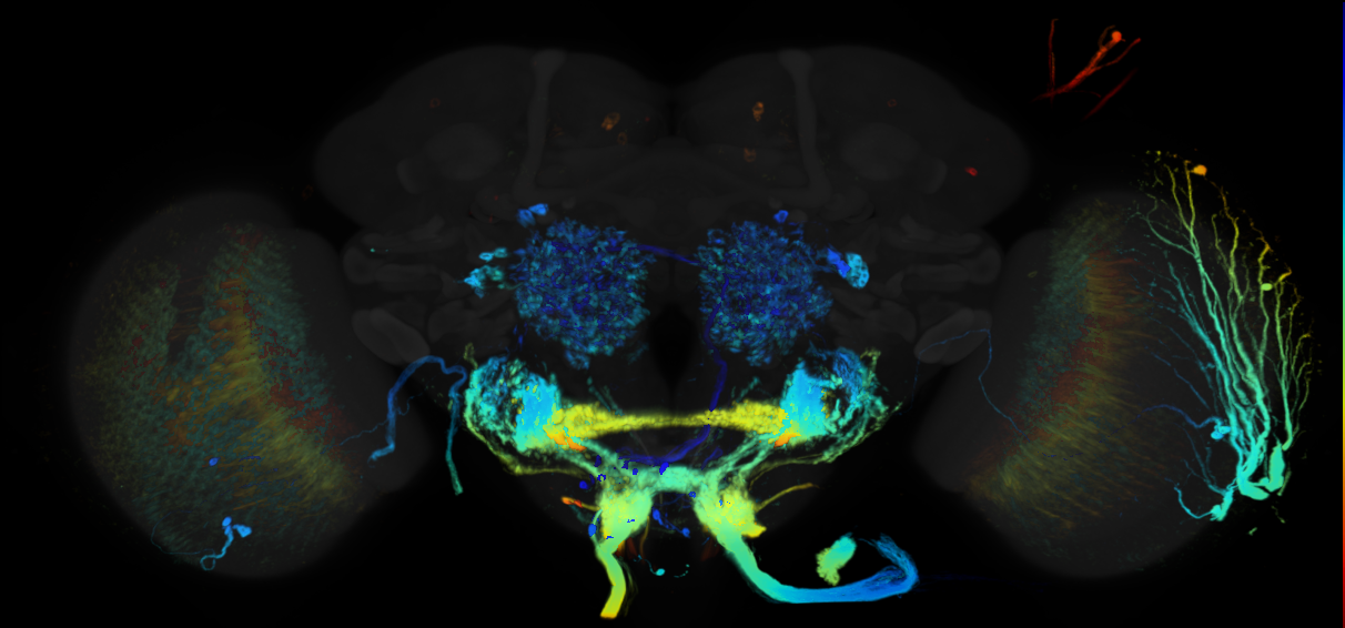 JRC_R52A06 GAL4 in the adult brain