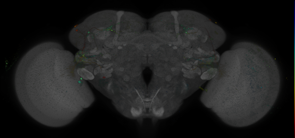 JRC_R52H11 GAL4 in the adult brain