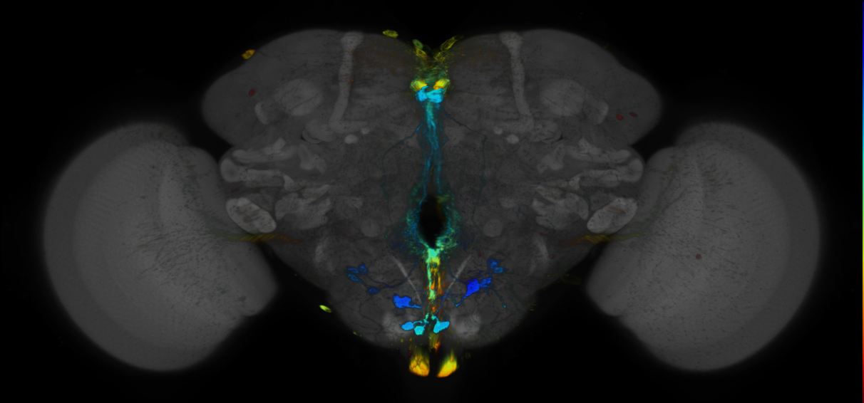 JRC_R18A04 GAL4 in the adult brain