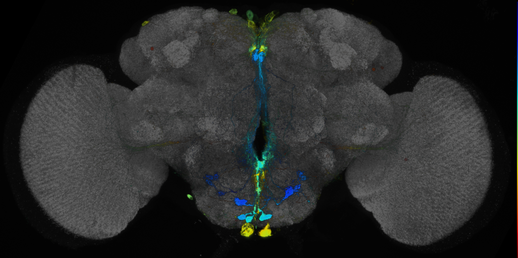 JRC_R18A04 GAL4 in the adult brain