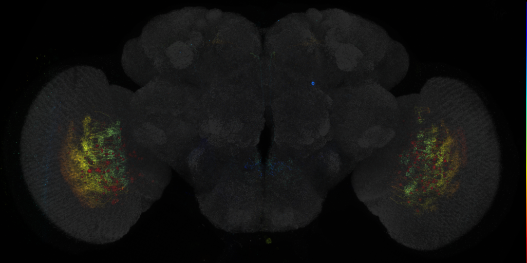 JRC_R72F03 GAL4 in the adult brain