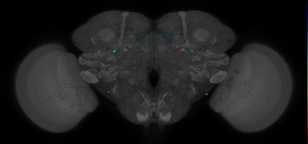 P{GMR41G06-GAL4} expression pattern