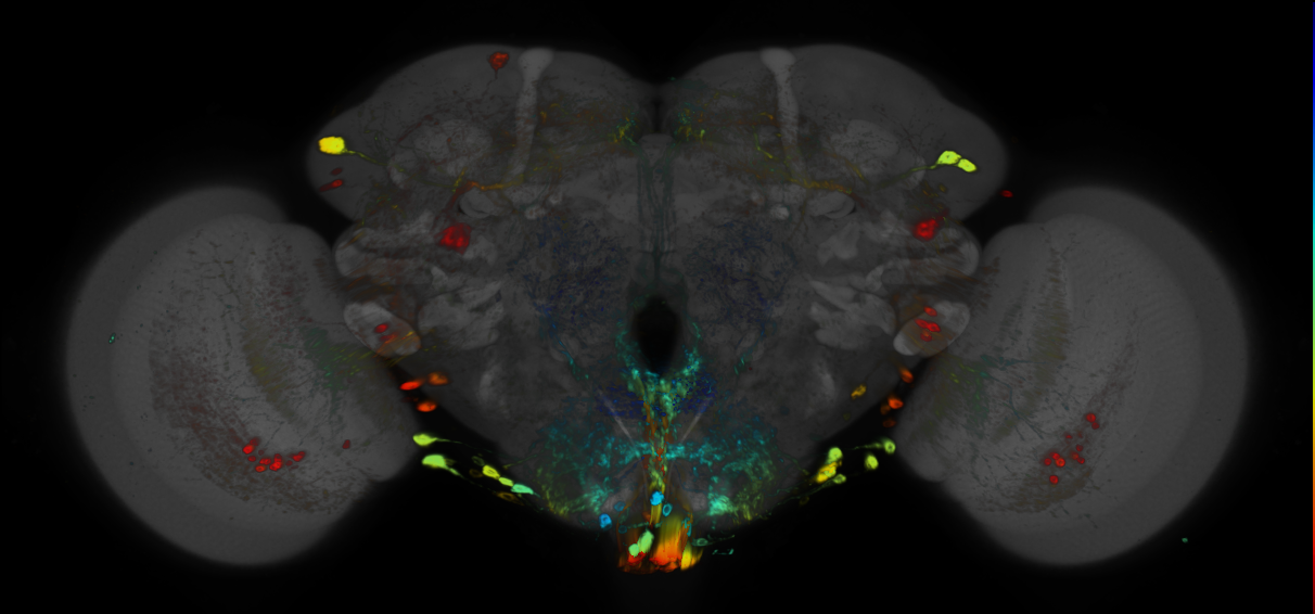 JRC_R22A05 GAL4 in the adult brain