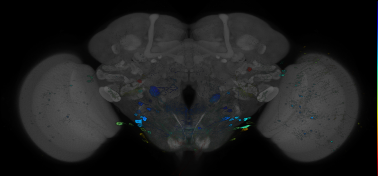 P{GMR60B12-GAL4} expression pattern