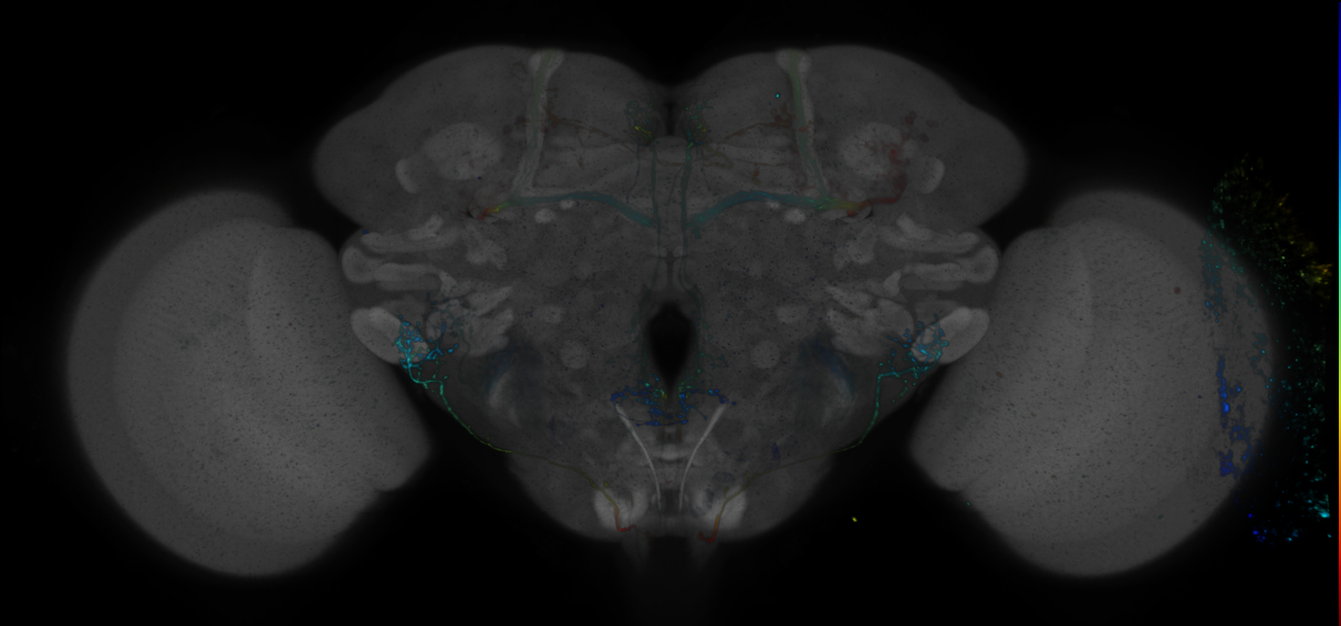 P{GMR19E11-GAL4} expression pattern