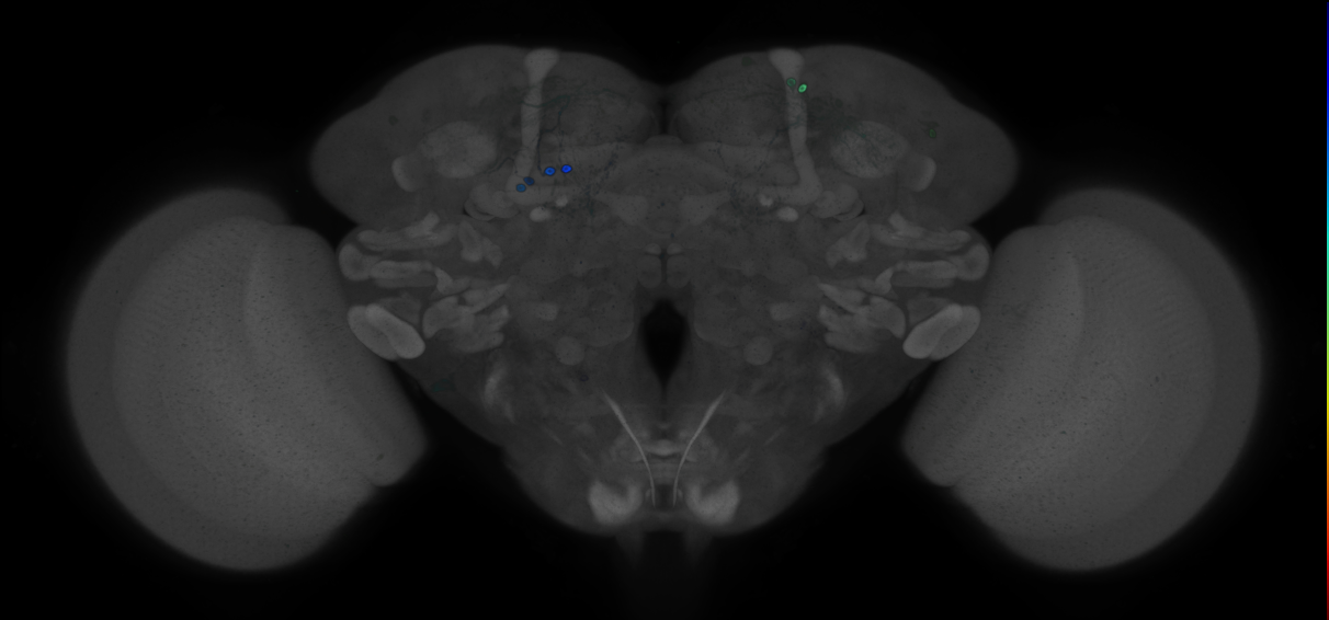 P{GMR84B08-GAL4} expression pattern