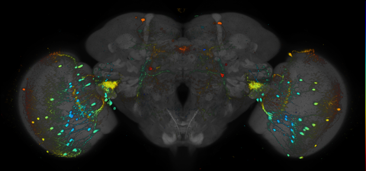 JRC_R20B12 GAL4 in the adult brain