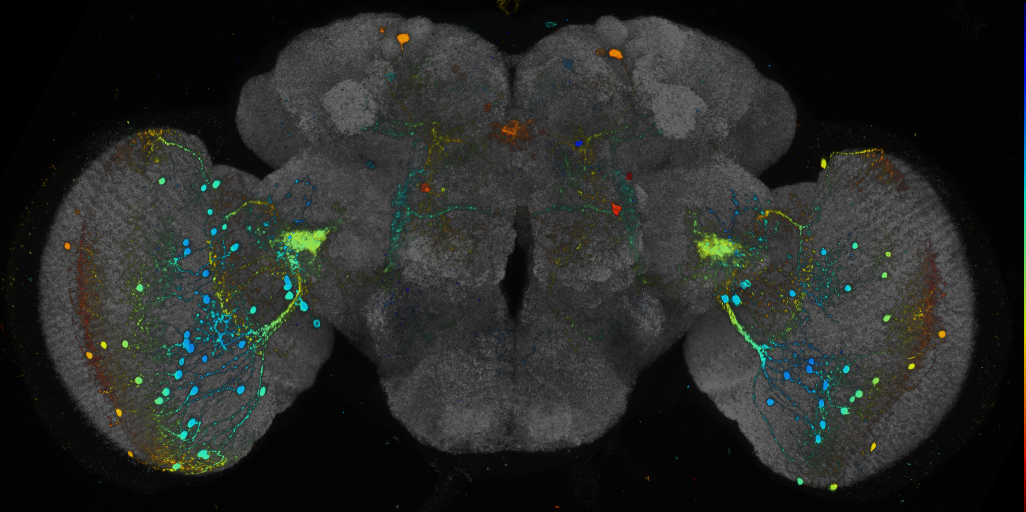 JRC_R20B12 GAL4 in the adult brain