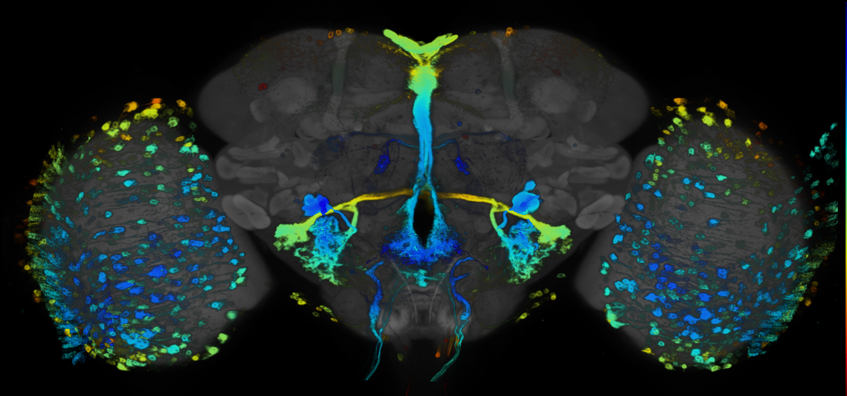 JRC_R86F09 GAL4 in the adult brain