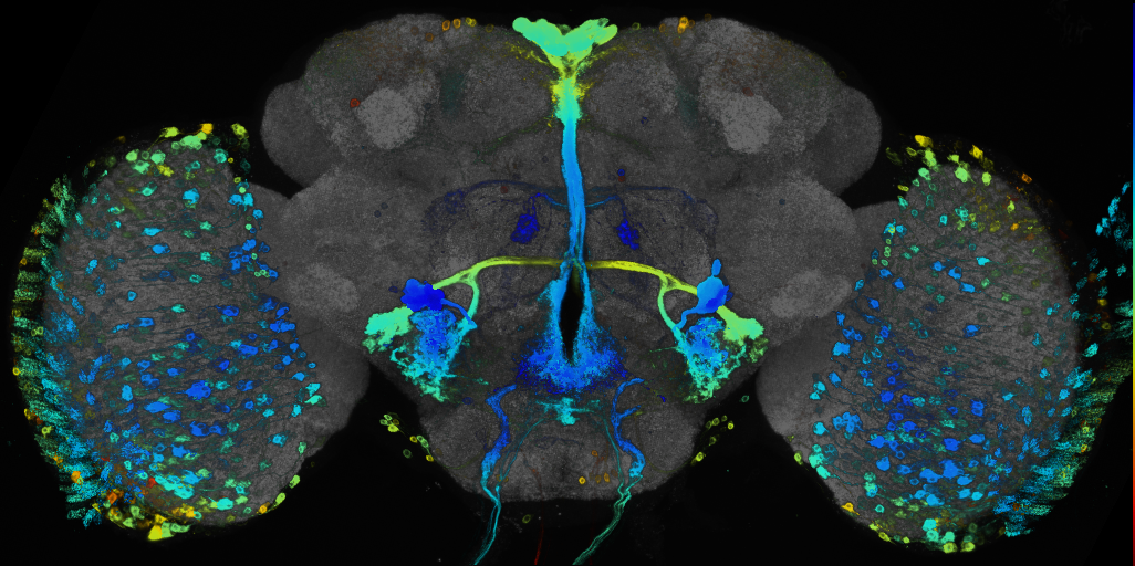 JRC_R86F09 GAL4 in the adult brain