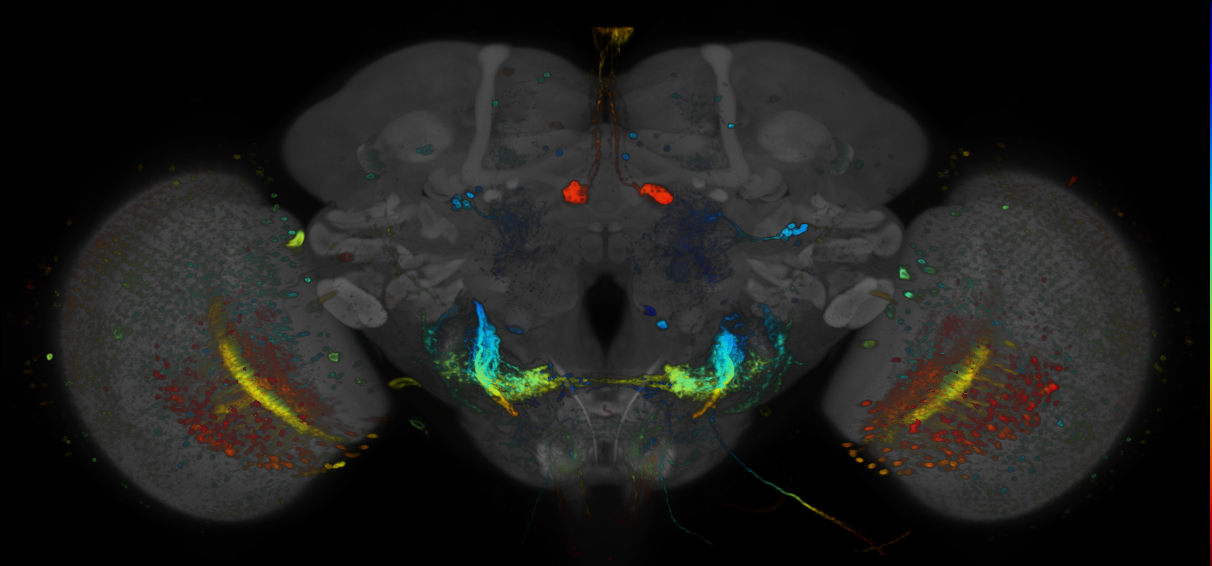 P{GMR59C08-GAL4} expression pattern