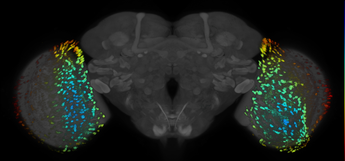 JRC_R48E09 GAL4 in the adult brain