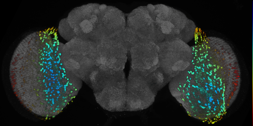 JRC_R48E09 GAL4 in the adult brain