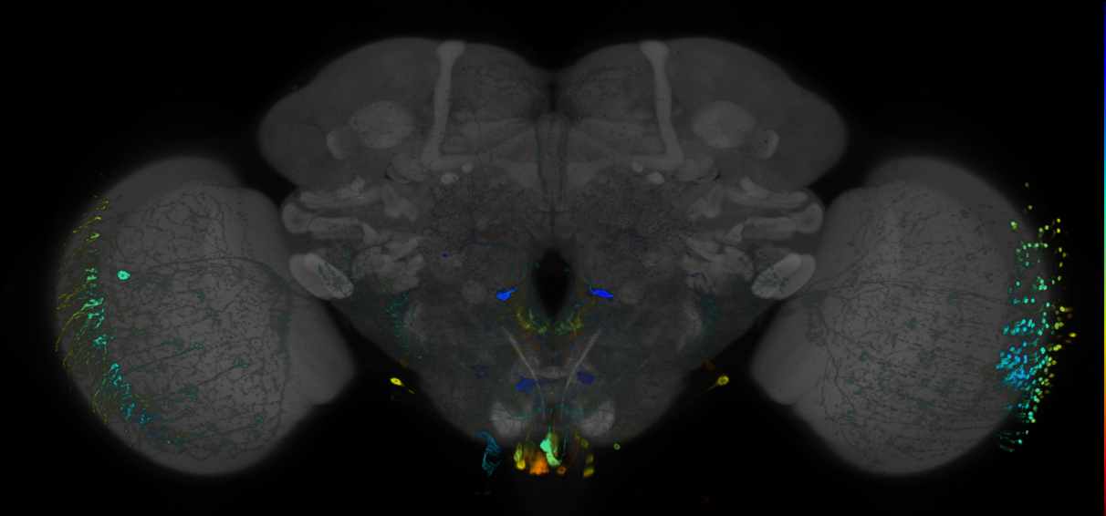 JRC_R69G08 GAL4 in the adult brain