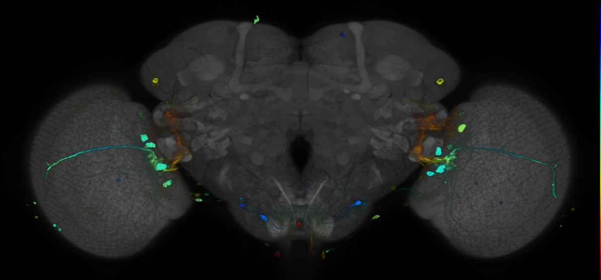 JRC_R85G07 GAL4 in the adult brain