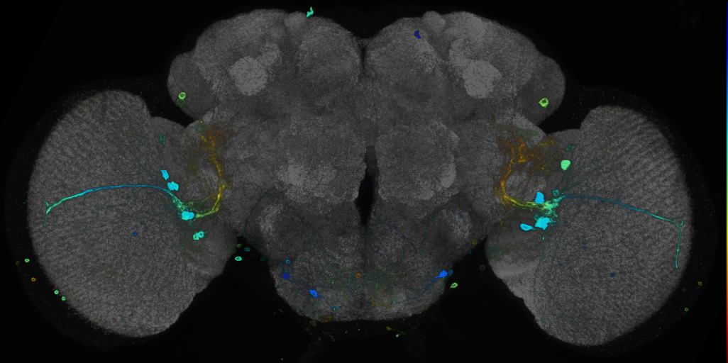 JRC_R85G07 GAL4 in the adult brain