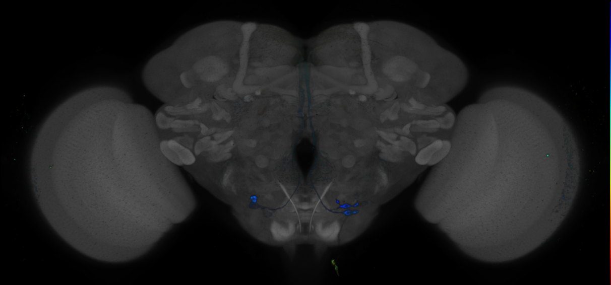 JRC_R54A09 GAL4 in the adult brain