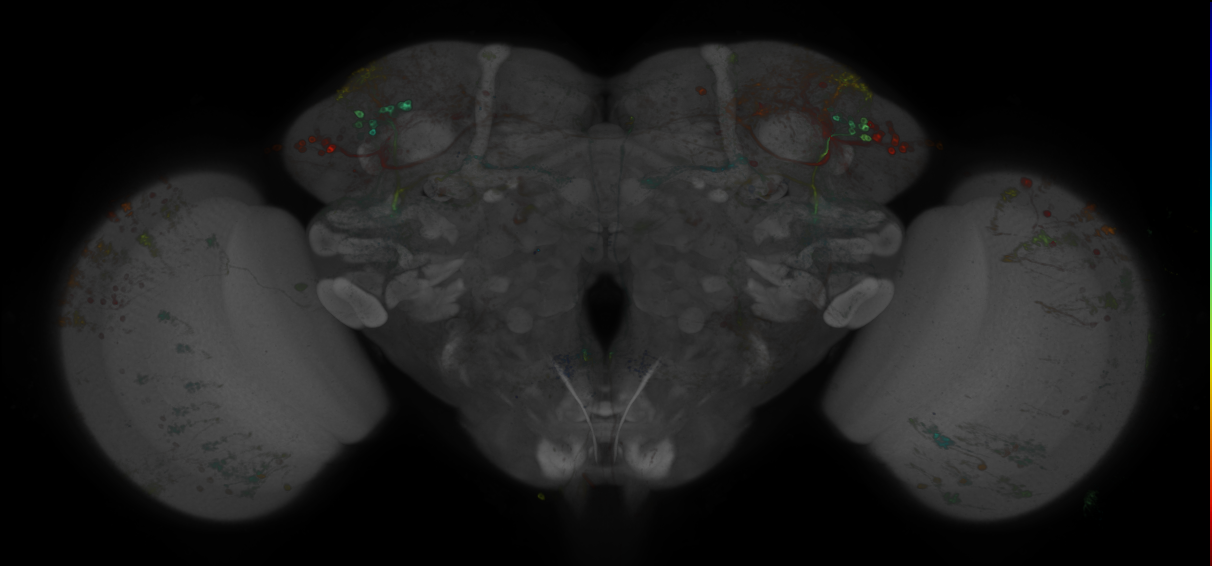 P{GMR80C12-GAL4} expression pattern