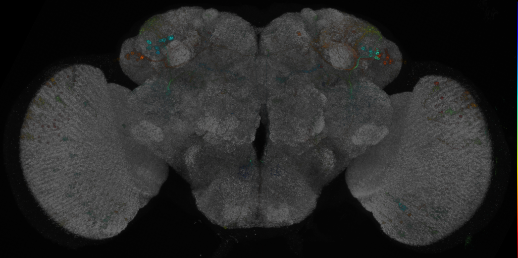P{GMR80C12-GAL4} expression pattern