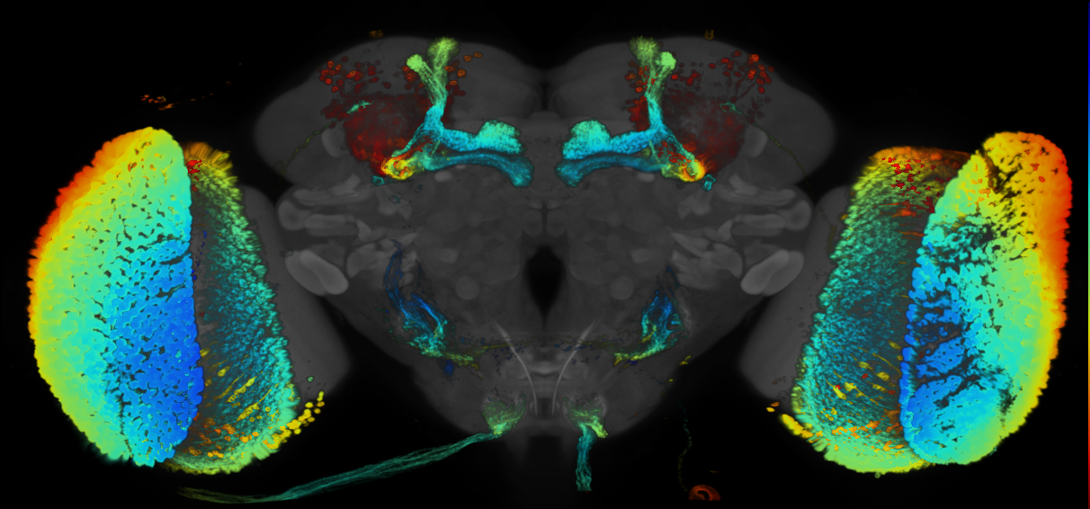 JRC_R29G11 GAL4 in the adult brain