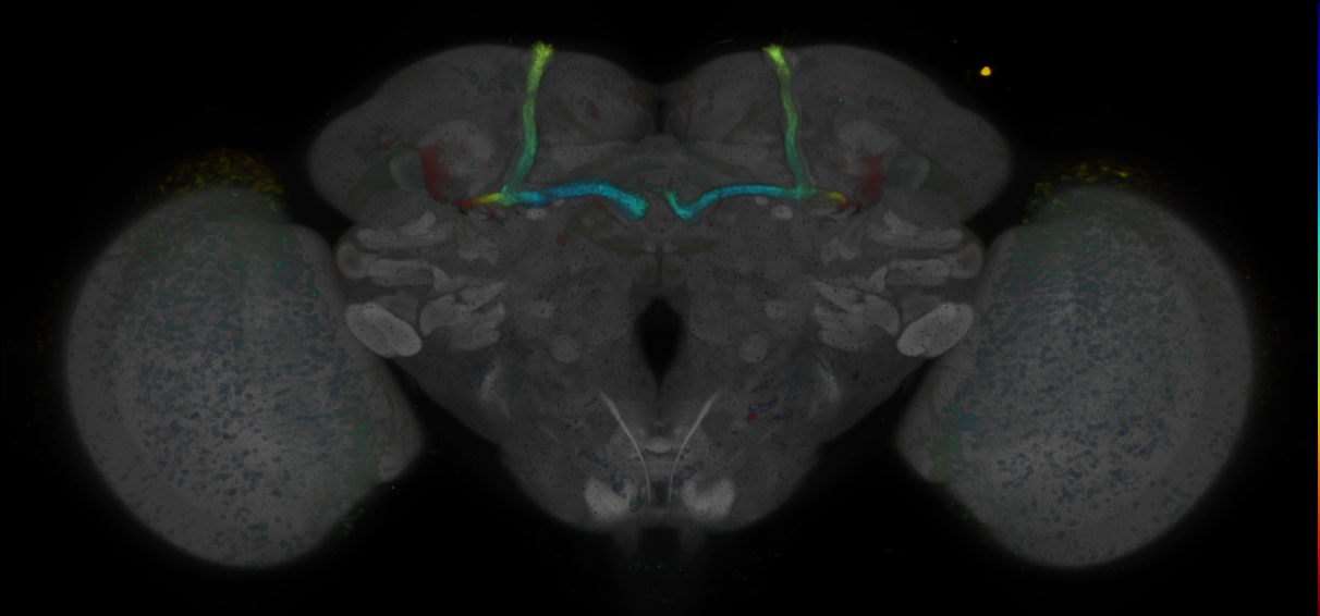 P{GMR41C10-GAL4} expression pattern