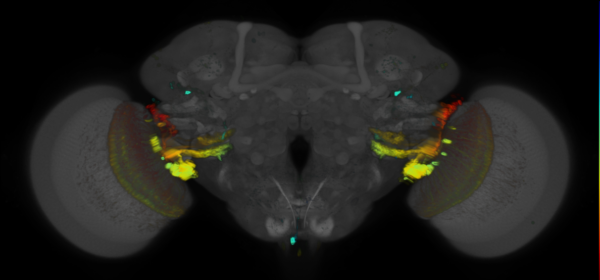 JRC_R46F08 GAL4 in the adult brain