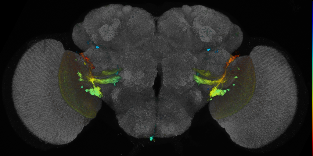 JRC_R46F08 GAL4 in the adult brain