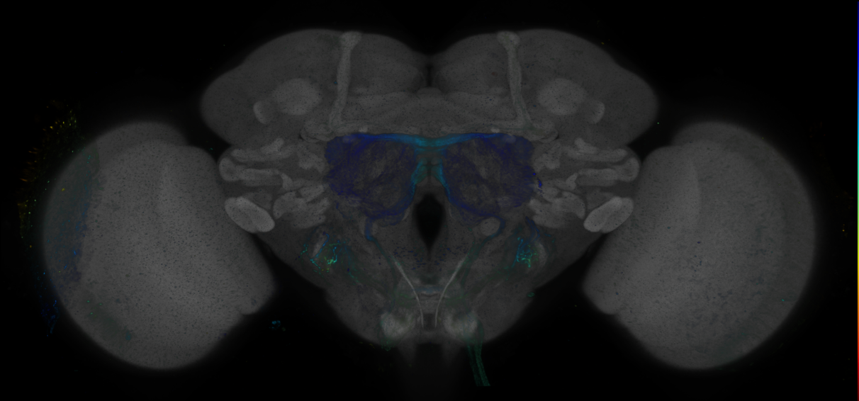 P{GMR84A08-GAL4} expression pattern