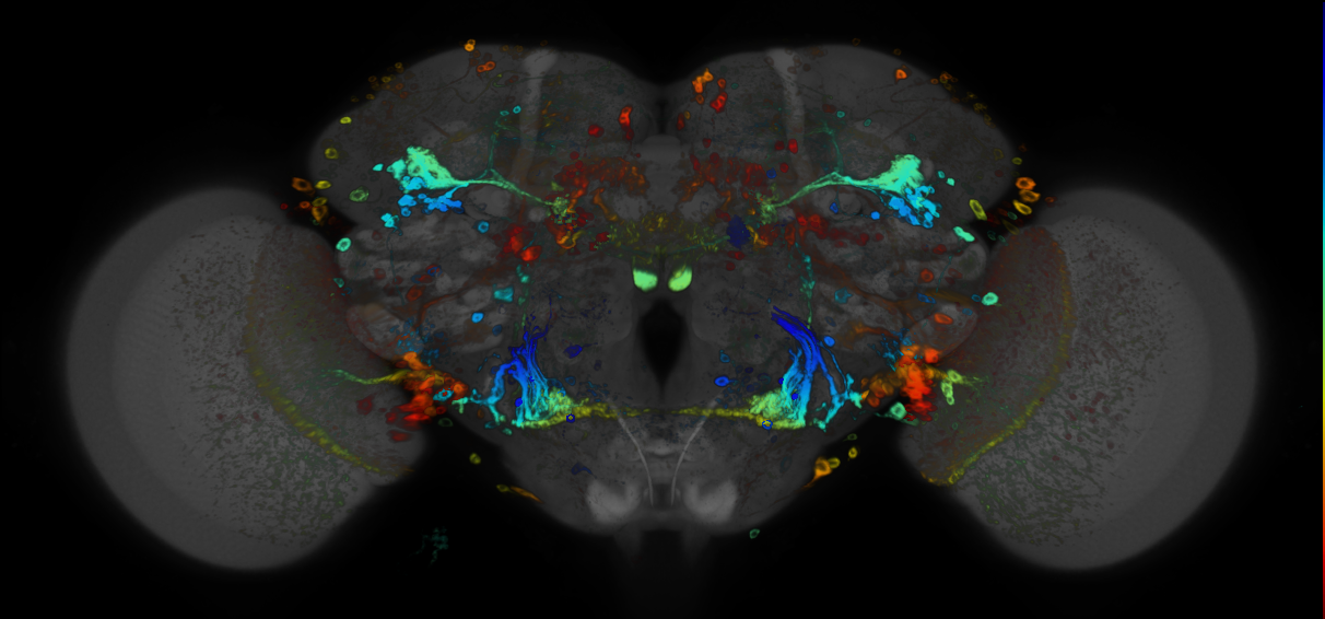 P{GMR49E09-GAL4} expression pattern