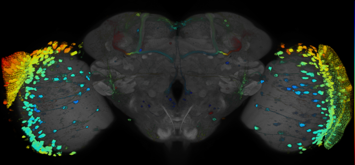 P{GMR77E03-GAL4} expression pattern