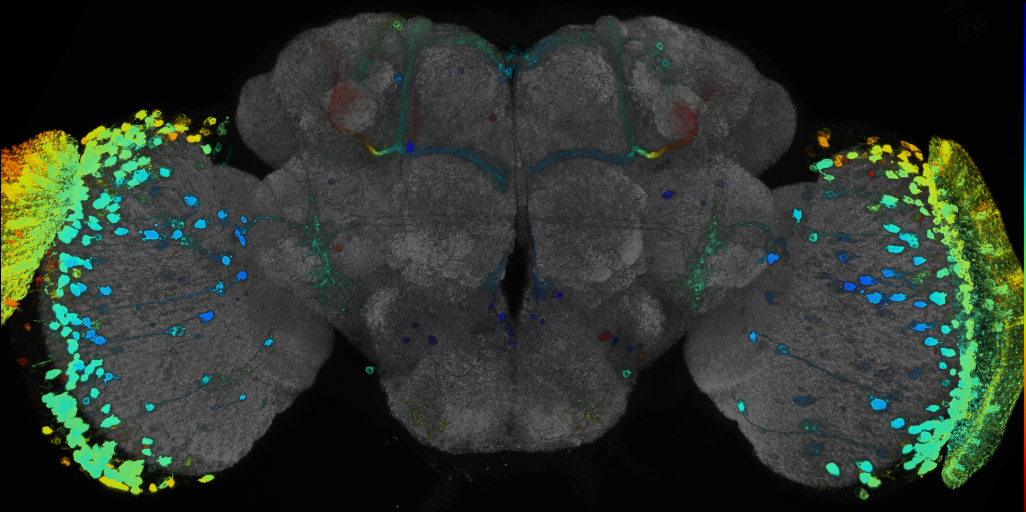 P{GMR77E03-GAL4} expression pattern