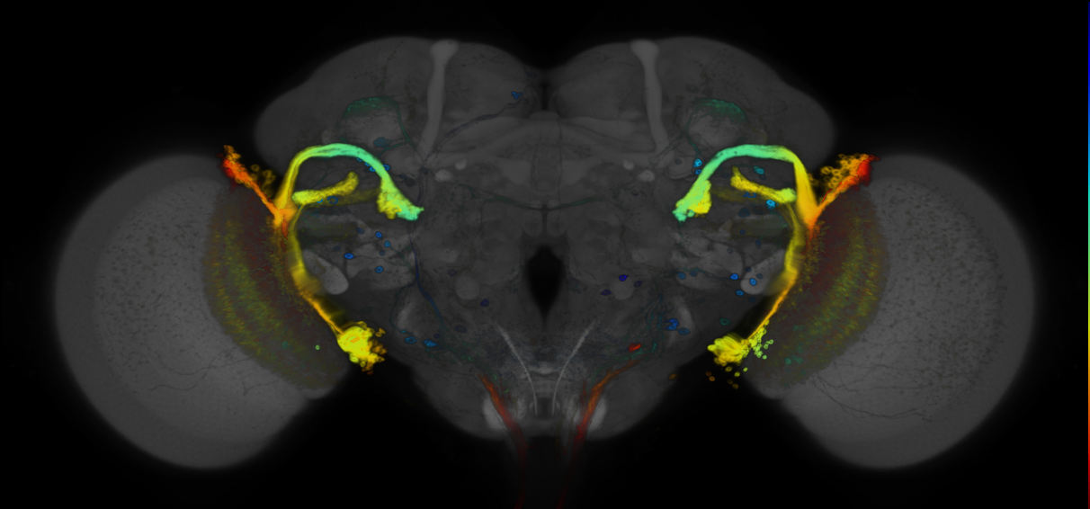 P{GMR71C02-GAL4} expression pattern