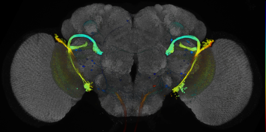 P{GMR71C02-GAL4} expression pattern