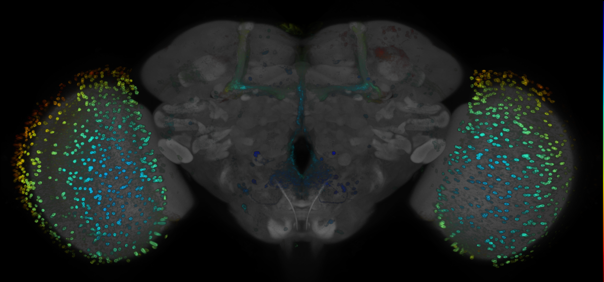 P{GMR65A12-GAL4} expression pattern