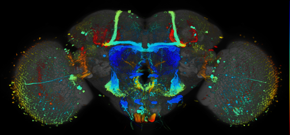 JRC_R15G04 GAL4 in the adult brain