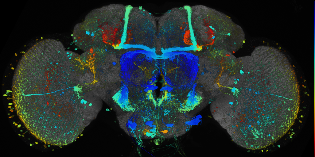 JRC_R15G04 GAL4 in the adult brain