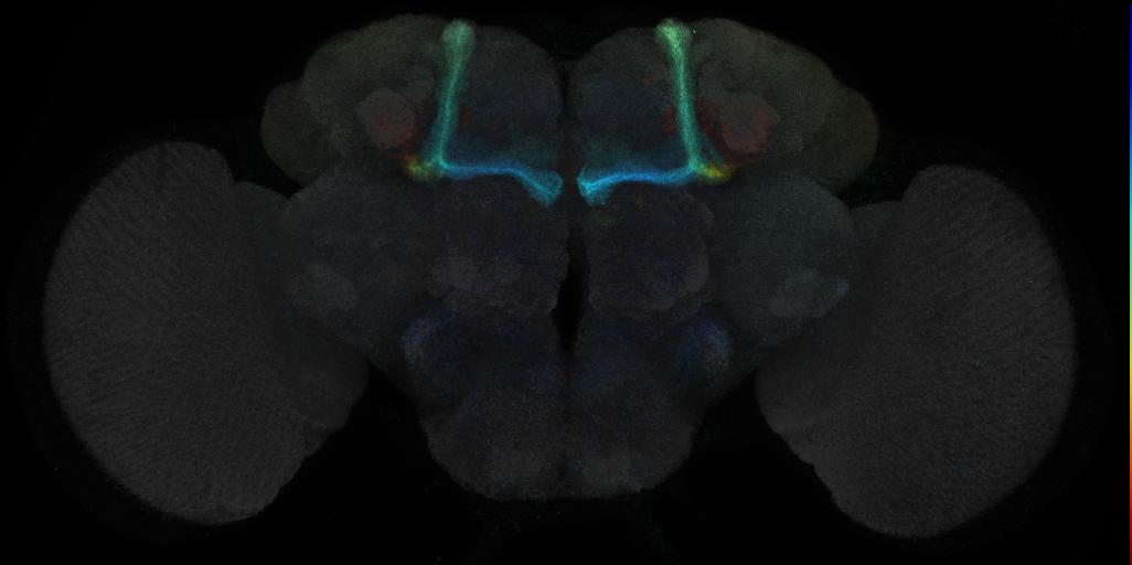 JRC_R60C05 GAL4 in the adult brain